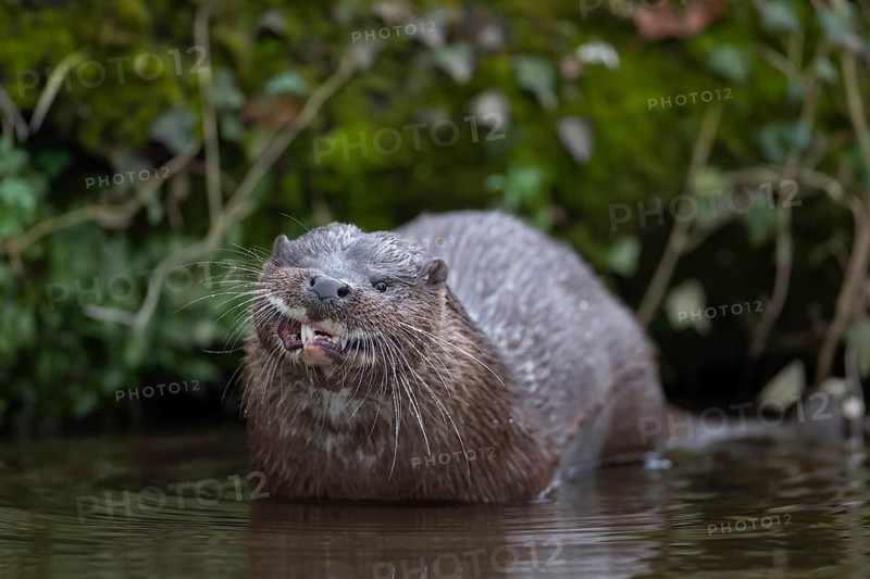 European otter (Lutra lutra) adult mammal in a river, England, United Kingdom