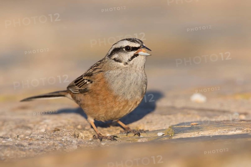 Rock Bunting -Zippammer - Emberiza cia ssp. cia, Spain, adult male