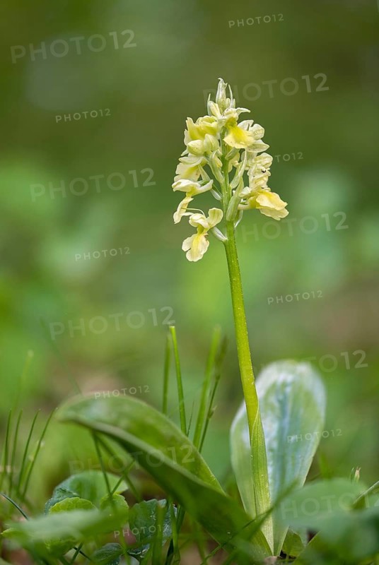 Pale orchid, pale orchid, orchids, orchids, orchids, orchids, orchis pallens, pale-flowered orchid, flora, high size, vertical format, plants