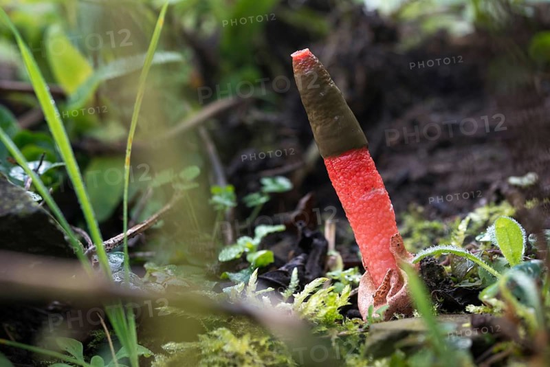 Dog rod, Mutinus elegans, beautiful dog rod, beautiful rod mushroom, elegant dog rod, noble rod mushroom, devil's dip stick, dog stinkhorn, elegant stinkhorn, fungi, fungus, mushrooms, the headless stinkhorn