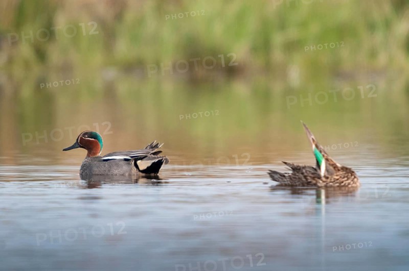 Anas crecca, common teal, grosbeak, crickente, anatidae, birds, ducks, ducks, ducks, birds, waterbirds, waterbirds
