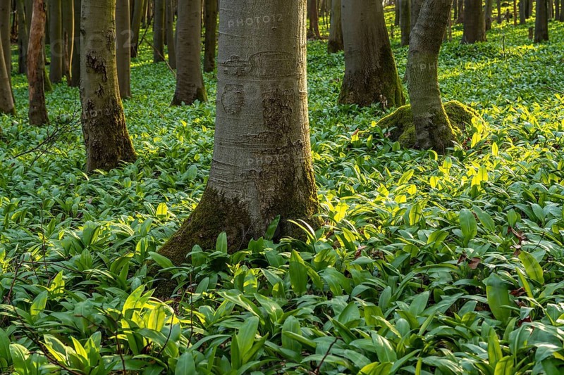An idyllic deciduous forest in spring, covered in green wild garlic (Allium ursinum), Saubrink-Oberberg Nature Reserve, Ith, Coppenbrügge, Weserbergland, Lower Saxony, Germany