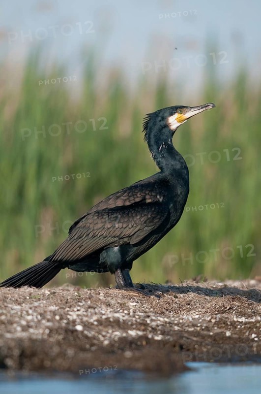 Black shag, cormorant, phalacrocorax carbo, birds, high size, portrait format, pelecaniforms, ropedes, birds, waterbirds, waterbirds
