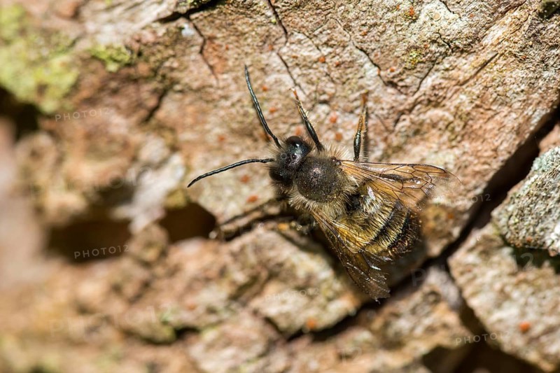 Apidae, bees, hymenoptera, osmia bicornis, osmia rufa, red mason bee, red mason bee, insects, insects, males, wild bees