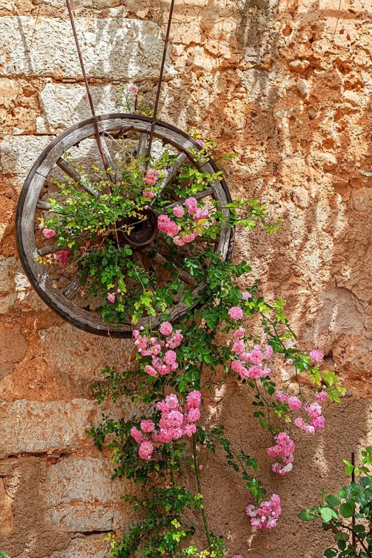 Wooden wheel on a stone wall surrounded by lush pink climbing roses in a rustic setting, Majorca, Balearic Islands, Spain