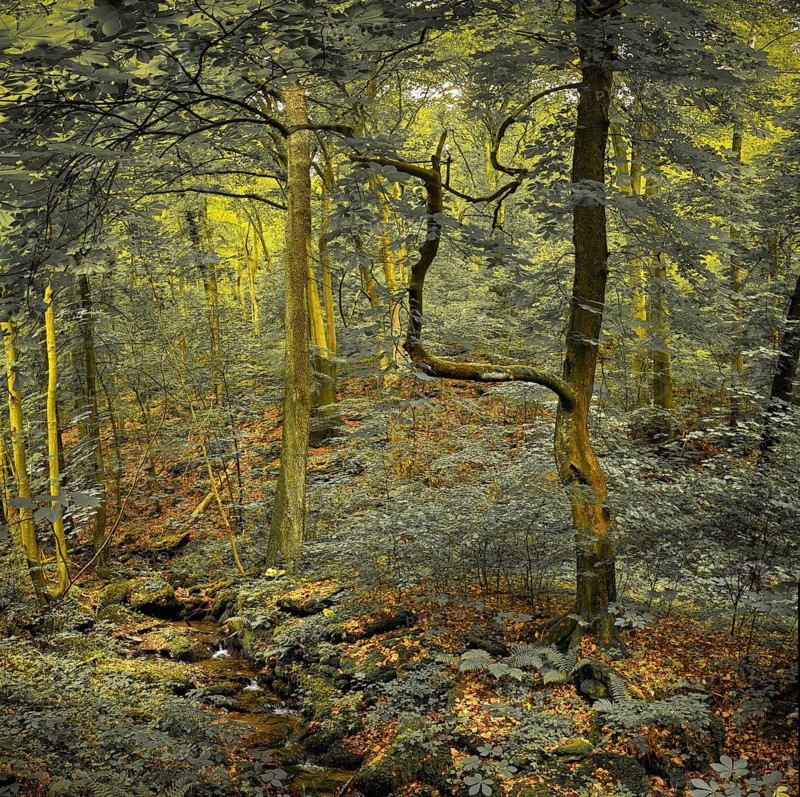A mystical forest with twisted trees and foliage bathed in yellowish light, atmospheric, hiking in the Schwarza Valley nature reserve, Thuringian Highlands, Thuringian Forest nature park Park