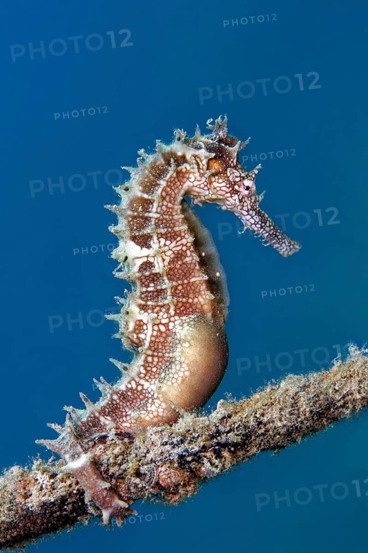 Spiny Seahorse (Hippocampus histrix) holding on to a rope, Red Sea, Gota Abu Raimada, Hurghada, Egypt