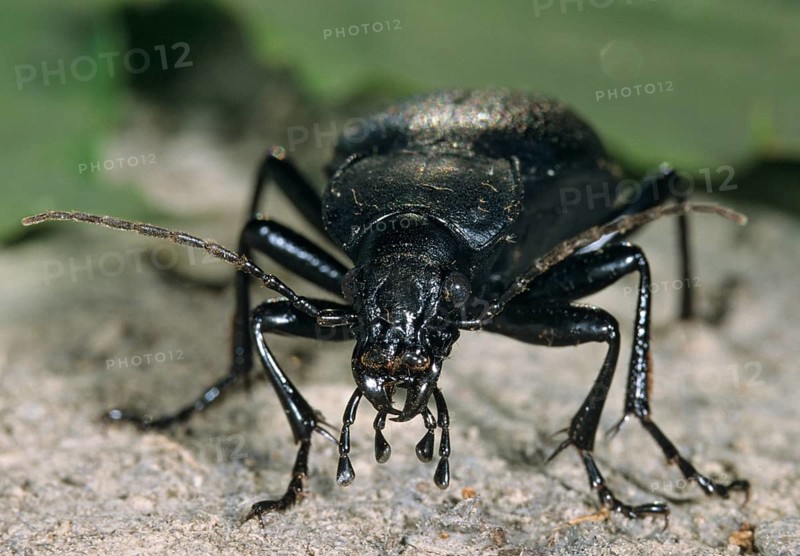 Carabus coriaceus, leather beetle, beetle, insects, beetles