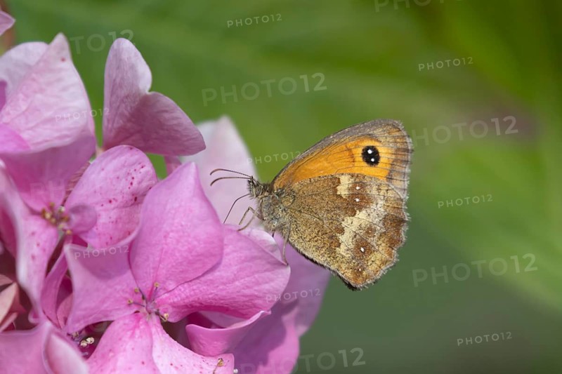 Gatekeeper butterfly (Pyronia tithonus) adult insect feeding on a garden Hydrangea flower in summer, Suffolk, England, United Kingdom