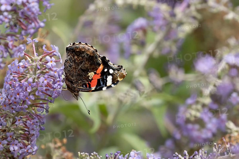 Red admiral butterfly (Vanessa atalanta) adult insect feeding on garden purple Buddleja or Buddleia flowers in summer, Suffolk, England, United Kingdom