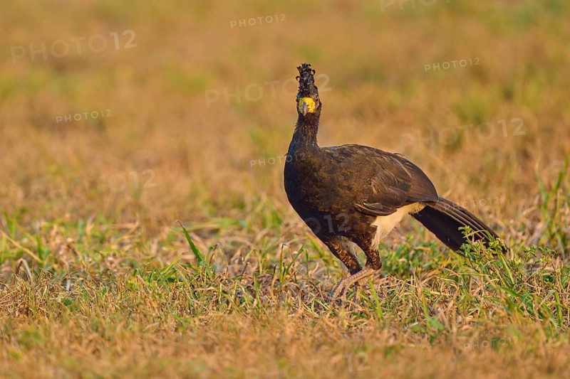 A bird with a feathered cap gazes intently at a meadow, naked-faced curassow (Crax fasciolata), Pantanal, Mato Grosso, Brazil