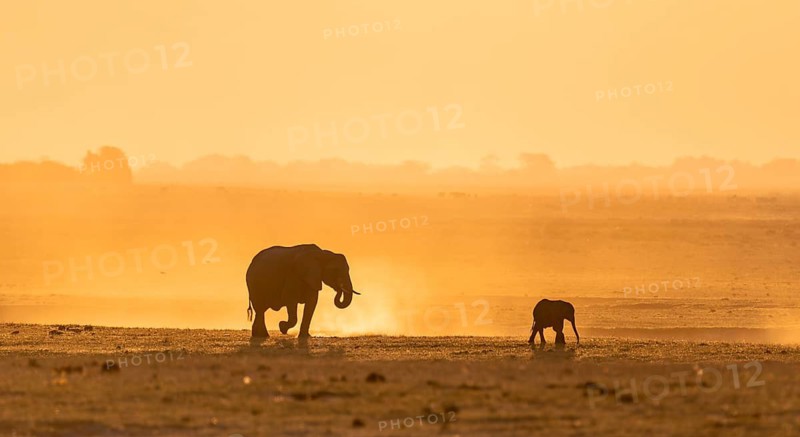 African elephant (Loxodonta africana), silhouette, sunset, atmospheric light, Ihaha, Chobe National Park National Park, Botswan