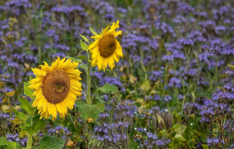 Sunflowers and phacelia, Münsterland, North Rhine-Westphalia, Germany
