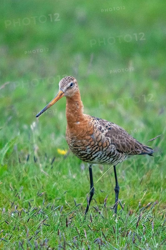 Black-tailed Godwit, Limosa Limosa, Sweden, black-tailed godwit, birds, charadriiformes, high size, portrait, limikolen, snipe birds, scolopacidae, Sweden, birds, waders, waterbirds, waders, Öland