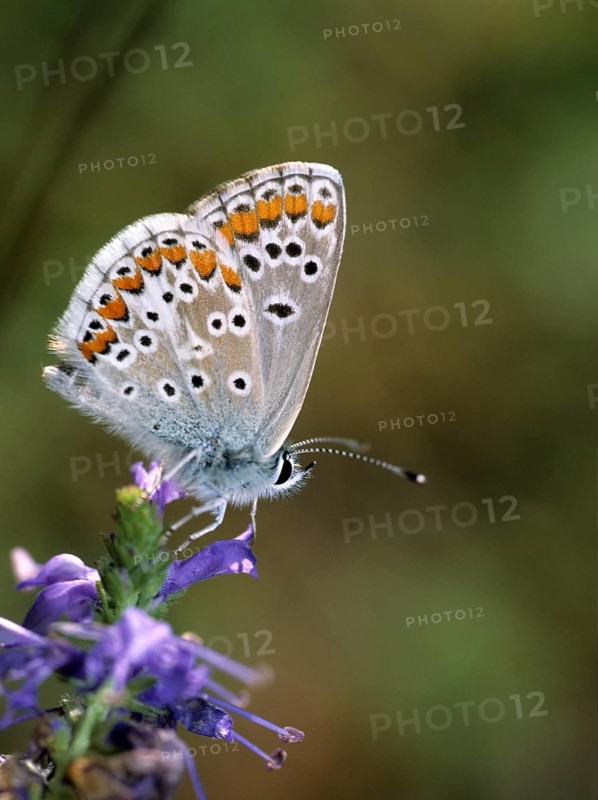 Aricia agestis, brown argus, dark brown blue, heather meadow browning, polyommatus agestis, sunflower blue, butterfly, high size, portrait format, insects, leo, butterfly, butterfly, butterflies