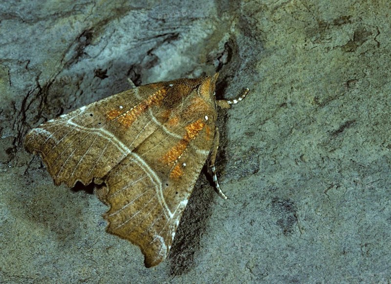 Crab soup, naescherin, orange grouper owl, Scoliopteryx libatrix, balaclava, the Herald, grouper owl, sugar owl, butterfly, insects, moths, moths, moths, butterfly