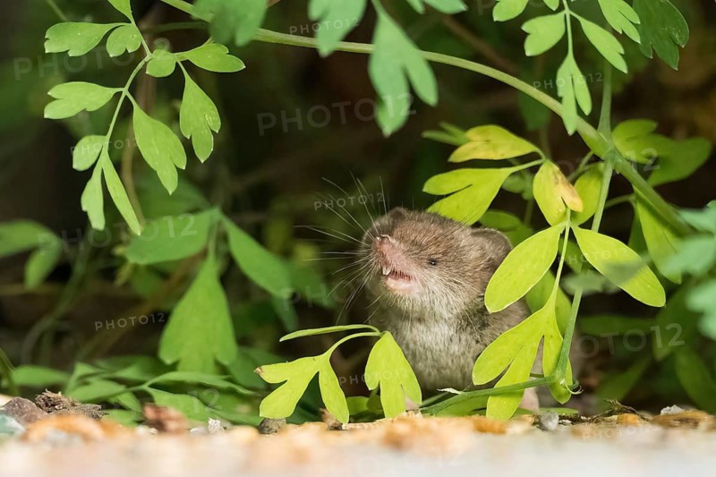 A house shrew (Crocidura russula) raises its head, surrounded by leaves, looking curious, Hesse, Germany