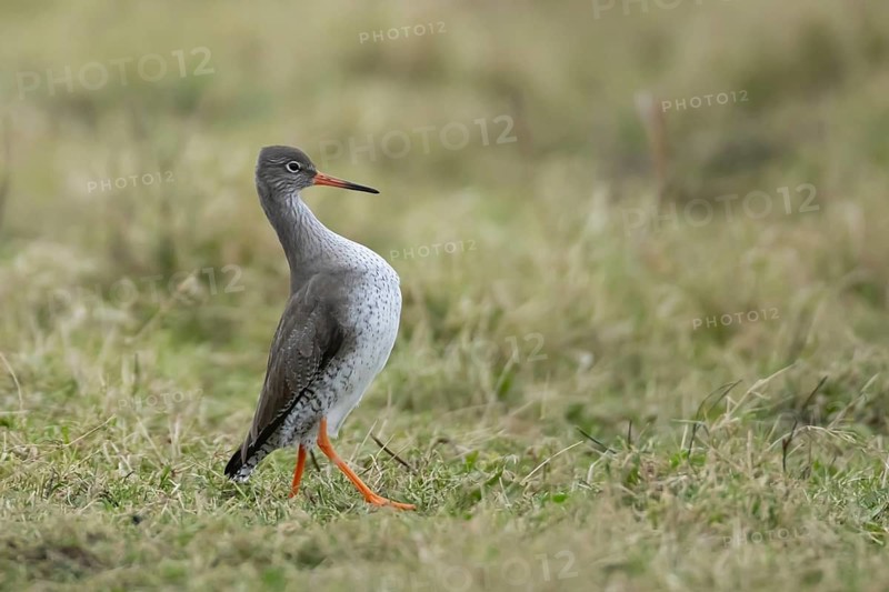 Common redshank (Tringa totanus) adult wading bird on grassland, England, United Kingdom
