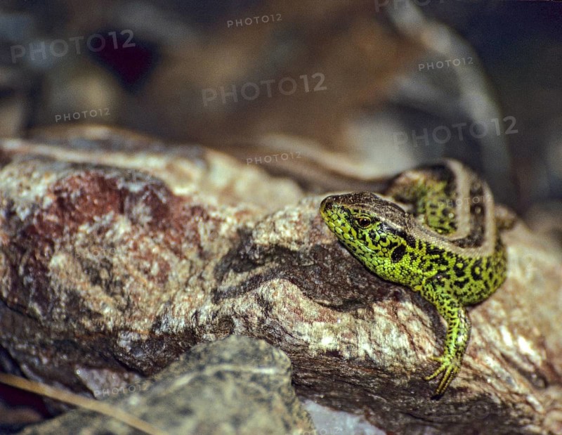 Lacerta agilis, sand lizard, critters, lizards, lizards, ffh, reptiles, lizards, males, reptilia, reptiles