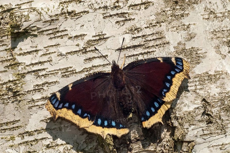 Camberwll beauty, mourning cloak, nymphalis antiopa, mourning cloak, butterfly, insects, butterfly, butterflies