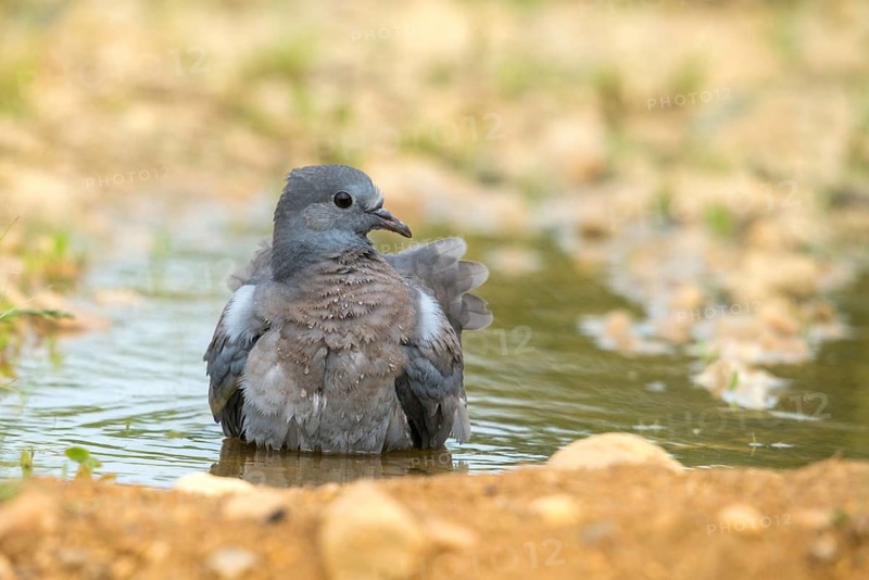 Columba Oenas, Holdove, Stock Pigeon, Bath, Bathe, Bird Bath, Birds, Columbidae, Doves, Adolescent, Juvenile, Doves, Potion, Birdbath, Birds, Watering Place