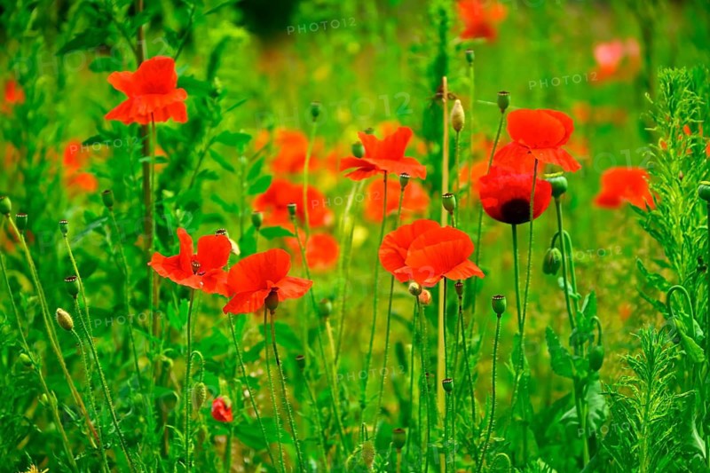 Blooming poppies, Papaver rhoeas, in Kirchwerder, Hamburg, Germany +++ editorial use only