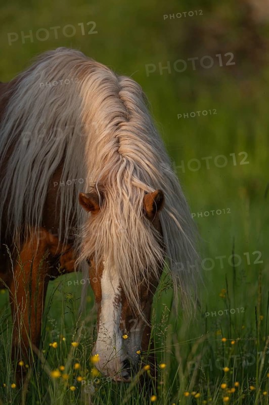 A brown horse eats grass in a green field. There are yellow flowers all around him. The sun is low in the sky and illuminates the surrounding area. Lower Rhine Alsace, France