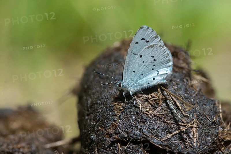 Celastrina argiolus, buckthorn blue, holly blue, blue, butterfly, insects, butterfly, butterflies, butterflies, butterflies