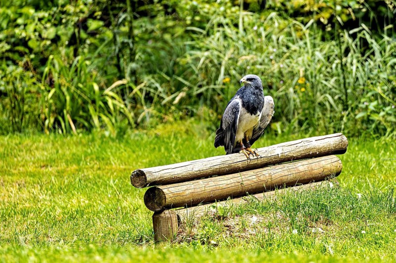 A bird of prey is perched on a wooden perch, surrounded by green grass and dense vegetation: an Andean buzzard (Geranoaetus melanoleucus) at a falconry centre on the Rennsteig in Germany