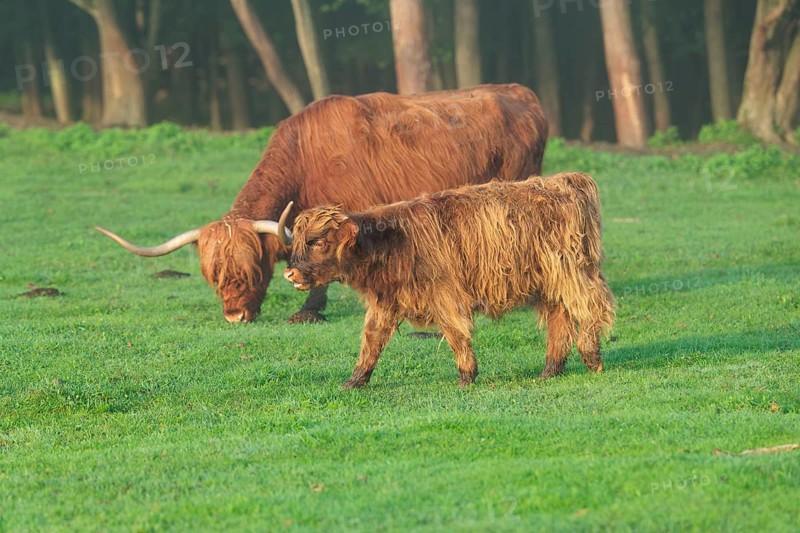Early one sunny morning, a Highland calf (Bos primigenius taurus) and a cow graze in a green pasture at the edge of the forest. Bavaria, Germany