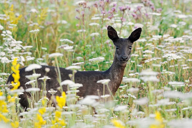European roe deer (Capreolus capreolus), black roe deer, doe standing in a wild meadow, Lower Saxony, Germany