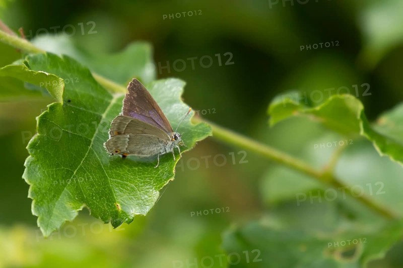 Purple hairstreak butterfly (Favonius quercus) adult insect resting on a tree leaf in a woodland in summer, Suffolk, England, United Kingdom