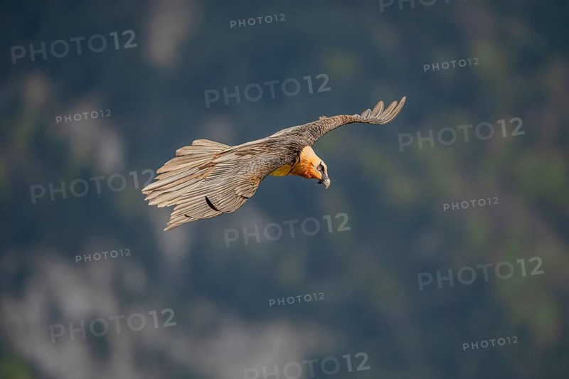 Bearded vulture (Gypeatus barbatus), in flight, Pyrenees, Spain
