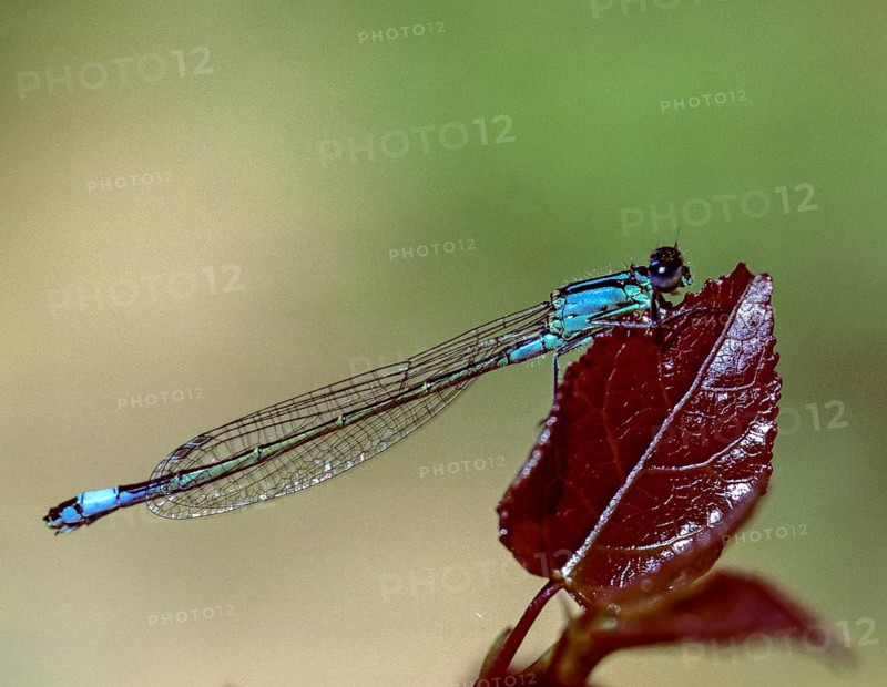 Blue-tailed damselfly, dragonfly, ischnura elegans, damselflies, dragonflies, insects, leo, dragonflies, male, odonata, zygoptera