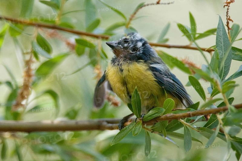 Blue tit, Parus caeruleus, Suttonella ornithocola, birds, ill, sick, tits, passeri, songbirds, tits, birds