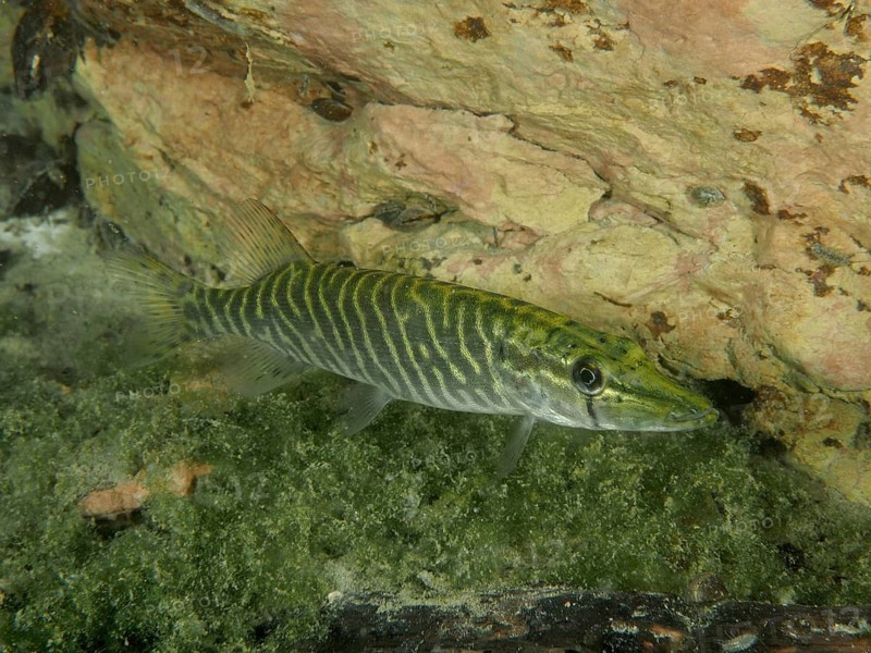 Fish with stripe pattern, pike (Esox lucius), near a rocky ground, dive site Zollbrücke, Rheinau, Canton Zurich, Rhine, High Rhine, Switzerland, Jestetten, Germany