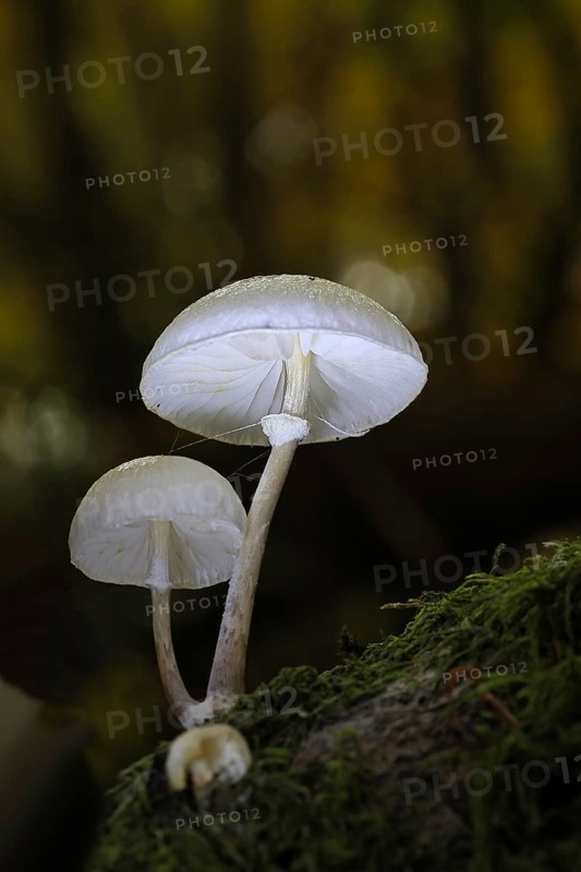 Ringed beech slime fungus (Oudemansiella mucida), on dead beech wood, Wilnsdorf, North Rhine-Westphalia, Germany Ringed beech slime fungus (Oudemansiella mucida), on dead beech wood, Wilnsdorf, North Rhine-Westphalia, Germany