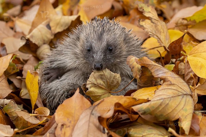 European hedgehog (Erinaceus europaeus) adult animal resting on autumn colour leaves in a garden during hibernation, England, United Kingdom