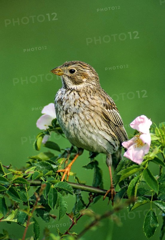 Corn bunting, Emberiza calandra, gray bunting, miliaria calandra, birds, high size, portrait format, leo, male, passeri, songbirds, birds