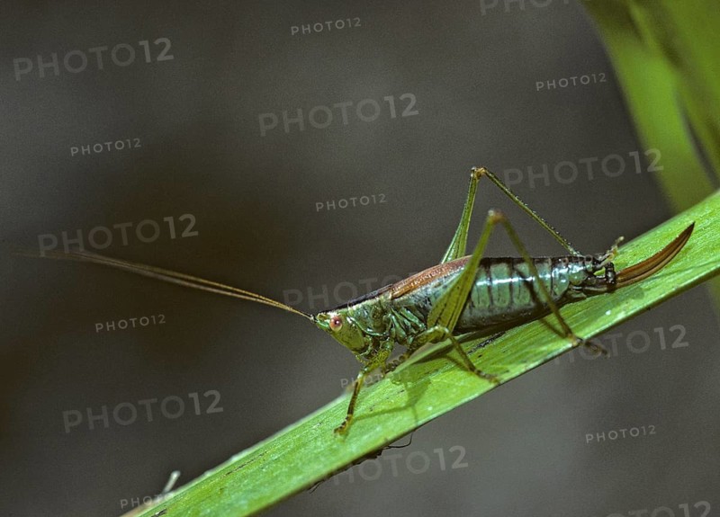 Conocephalus dorsalis, grasshoppers, short-winged swordscare, short-winged conehead, grasshoppers, grasshoppers, insects