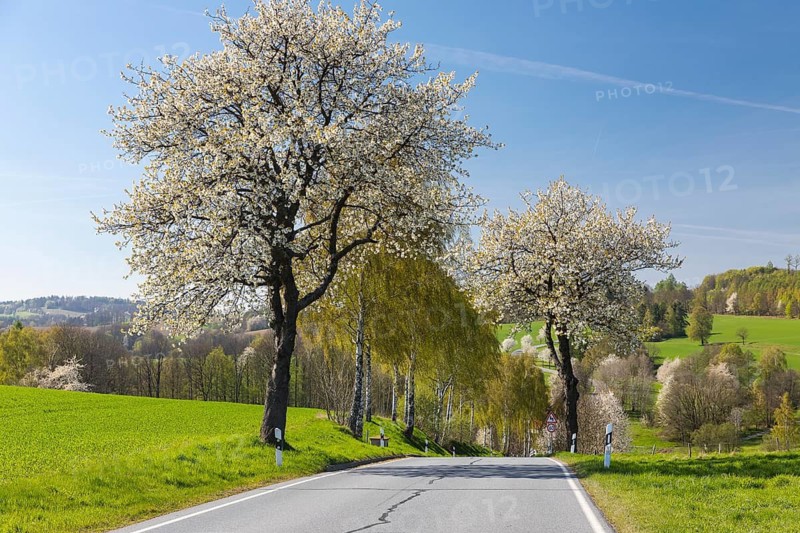 Curvy country road with blooming fruit trees in spring, near Sebnitz, Saxon Switzerland, Saxony, Germany