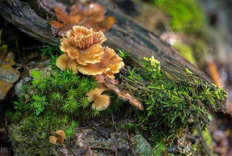 Bicoloured deceiver mushroom, laccaria bicolor, lacquer funnel, bicoloured lacquer funnel, fungi, fungi, mushrooms