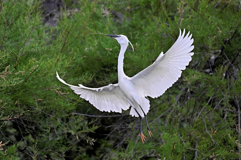 Little Egret (Egretta garzetta), with nesting material in its beak, taking departure from a tree, Camargue, southern France