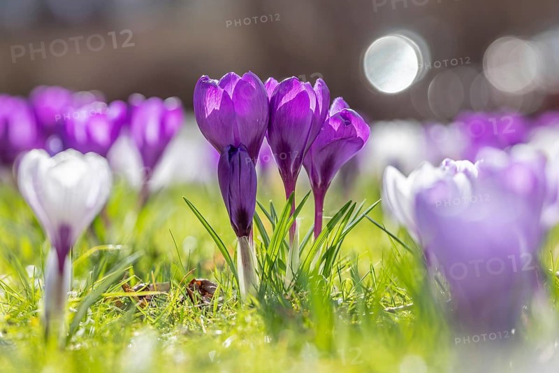 Close-up of violet and white crocuses (Crocus sp.) blooming in flower garden in late winter, early spring