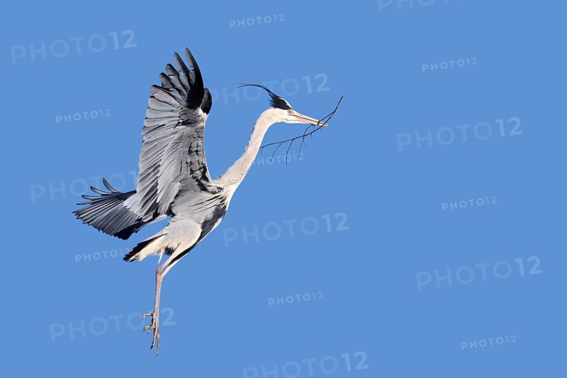 Grey heron (Ardea cinerea) in flight with nesting material, North Rhine-Westphalia, Germany