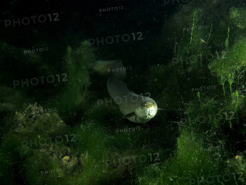 A European eel (Anguilla anguilla) swimming at night between green algae in a dark underwater environment, dive site Klosterinsel, Rheinau, Canton Zurich, Rhine, High Rhine, Switzerland, Germany