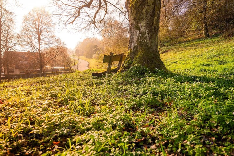 Sunny spring image of a large tree on a green field, Dachtel, Aidlingen, Heckengäu region, Germany