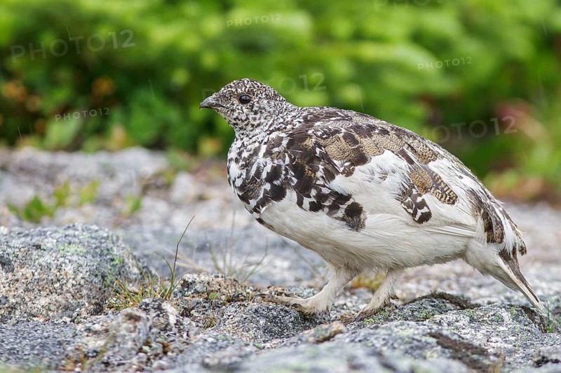 White-tailed Ptarmigan (Lagopus leucurus) in the alpine habitat of British Columbia, Canada