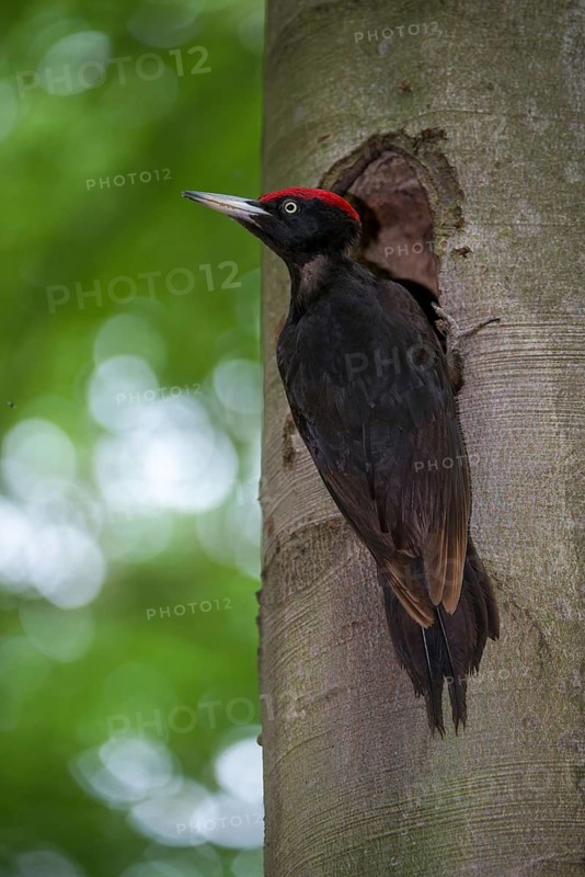 Black Woodpecker, Dryocopus Martius, Black Woodpecker, Birds, High Size, Portrait Format, Piciforms, Woodpeckers, Birds, Woodpecker
