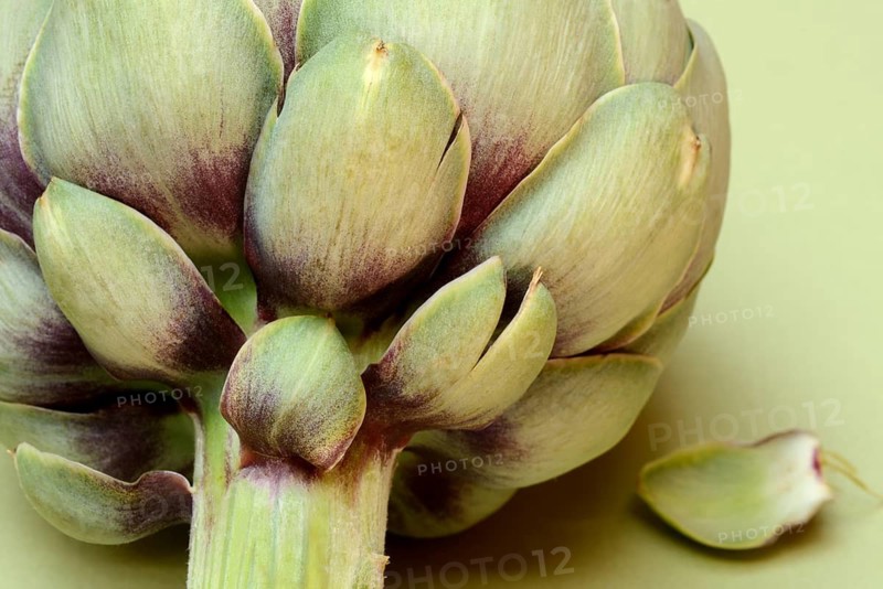Artichoke, close-up, (Cynara scolymus)